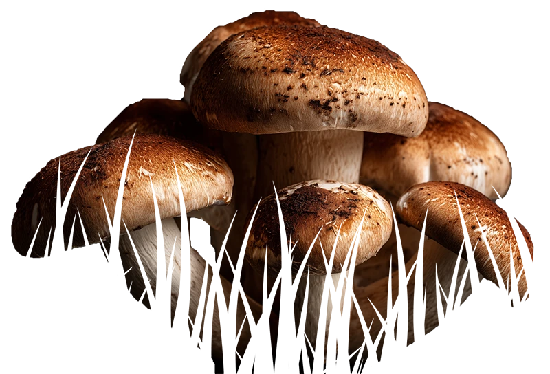Hongos cortados en tiras