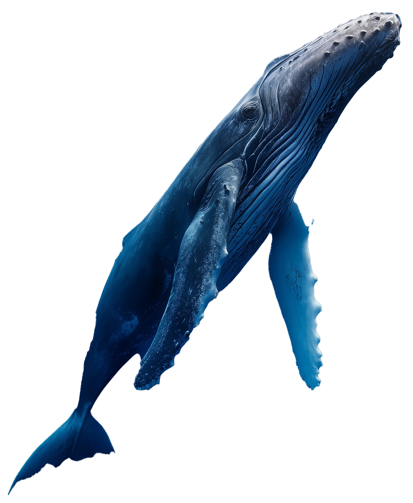 Ballena jorobada azul nadando en ascenso